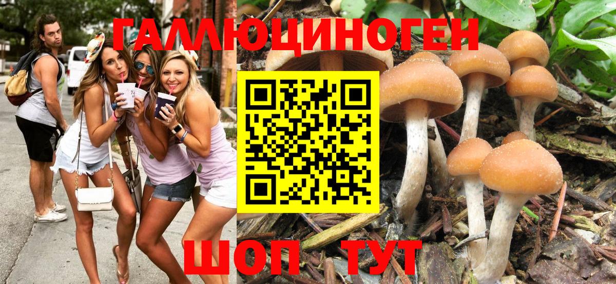 Галлюциногенные грибы Psilocybine cubensis Кудымкар